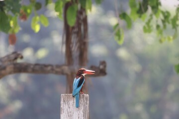 Kingfisher is an Alcedines bird. In the centipede order Classified as a small bird, it has a large head, short neck, and long, straight, strong beak.