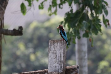 Kingfisher is an Alcedines bird. In the centipede order Classified as a small bird, it has a large...