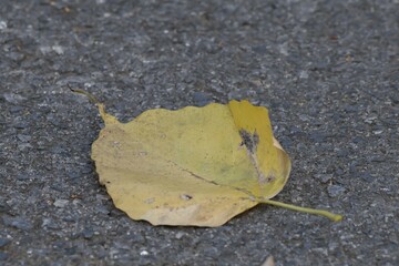 leaf on the ground