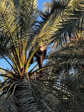 man steps on fornds for pollination of date palm
