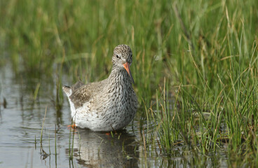 A Redshank, Tringa totanus, feeding along the edge of a marshy area in a field in springtime.	
