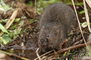 An endangered Water Vole, Arvicola amphibius, feeding on water plants in a river.