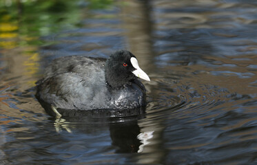 A Coot (Fulica atra) swimming on a pond.