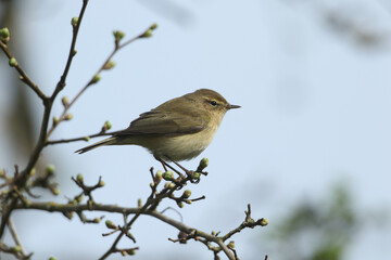 A Chiffchaff, Phylloscopus collybita, perched on a branch of a tree in springtime.