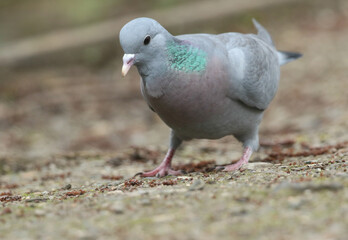 A Stock Dove, Columba oenas, searching for food along the bank of a lake.
