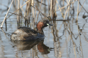 A Little Grebe (Tachybaptus ruficollis) swimming on a lake hunting for food.	