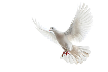 Obraz premium Flying white dove isolated on white background