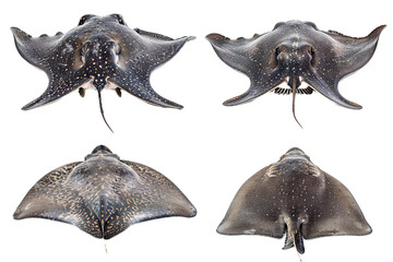 Collection of 4 Stingray fish In different view, Front view, side view, rear view isolated on white background