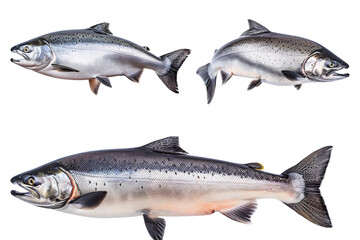 Obraz premium Collection of 4 Salmon fish In different view, Front view, side view, rear view isolated on white background PNG
