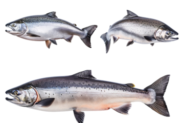 Collection of 4 Salmon fish In different view, Front view, side view, rear view isolated on white background PNG