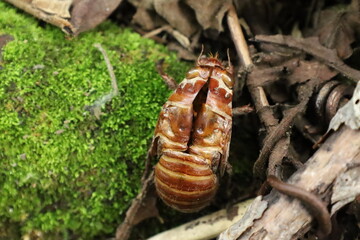 セミの抜け殻