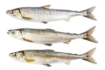 Fototapeta premium Collection of Herring fishes In different view, Front view, side view, rear view isolated on white background PNG