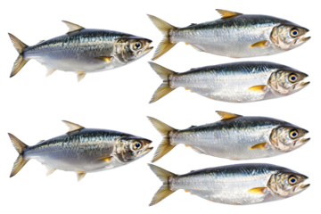Collection of Herring fishes In different view, Front view, side view, rear view isolated on white background PNG