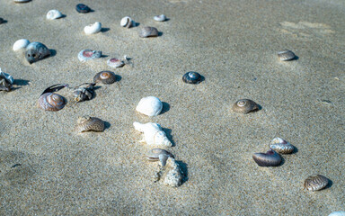 Fototapeta na wymiar footprints on the sand