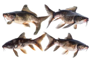 Collection of Catfish fishes In different view, Front view, side view, rear view isolated on white background