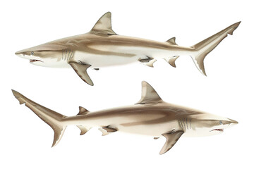 Obraz premium Collection of shark fishes In different view, Front view, side view, rear view isolated on white background
