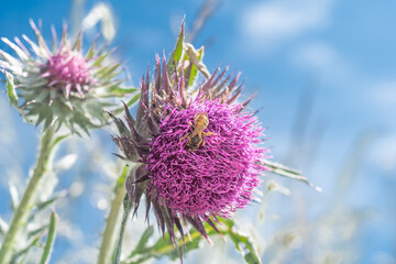 milk thistle, macro photograph of a pink flower against a blue sky