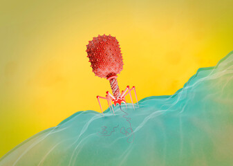 T4 bacteriophage infecting E. coli bacterium, illustration