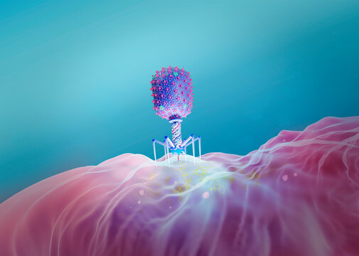 T4 bacteriophage infecting E. coli bacterium, illustration