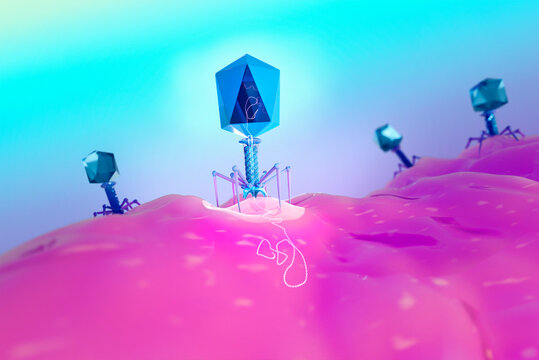 T4 bacteriophage infecting E. coli bacterium, illustration