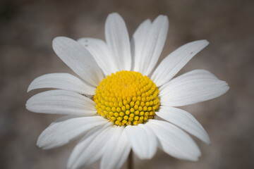 Fototapeta premium macro photo of chamomile