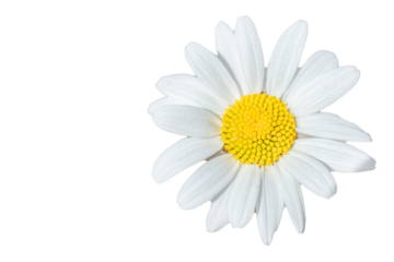 macro photo of chamomile