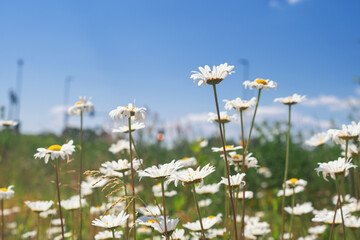 daisies on a sunny day in the meadow against the blue sky