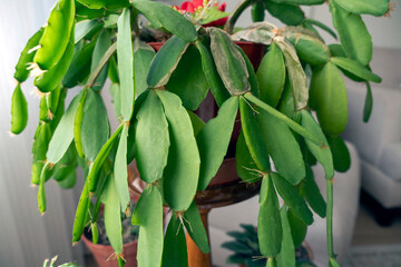 close-up decorative poinsettia at home,