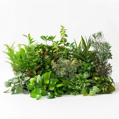 An indoor oasis with lush tropical greenery, vibrant colors on a white background promotes sustainable living.