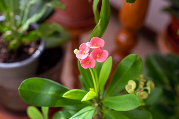 Decorative appearance of crown of thorns flower at home,