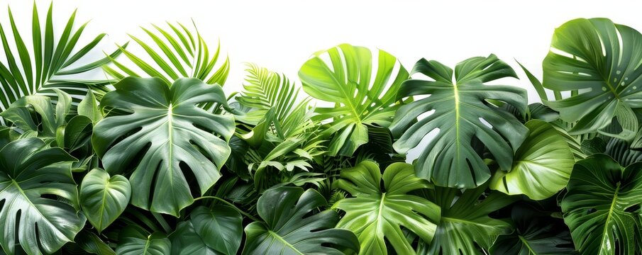 Fototapeta Create a tranquil space with vibrant tropical foliage, green leaves on white, nature-inspired decor for plant lovers' paradise.