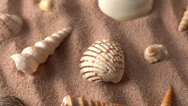 Close up video of seashells covered with sand. 360 degree rotation of seashells with sea sand waves.
