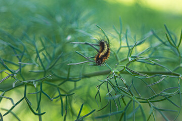 Bonita oruga Ocnogyna baetica tranquila naranja y negra sobre una planta del bosque en un día...