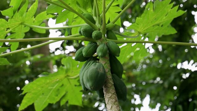 Close-up shot of a papaya tree with vibrant green papayas hanging from its branches.
