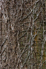 Obraz premium A tree trunk covered with vines. close up