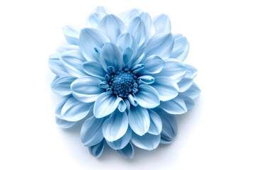 Light blue flower isolated on white background