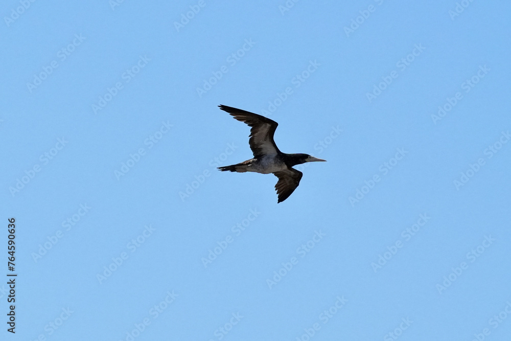 Canvas Prints brown booby in flight