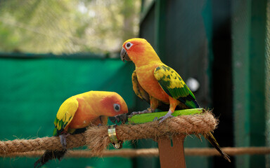 Portrait of Conures are a diverse, small to medium-sized parrots. 