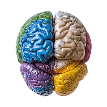 
Modified human brain model featuring a blue Cerebellum, green Cerebrum, purple Thalamus, and yellow Hypothalamus. Presented on a transparent background for easy integration, in PNG Cutout forma