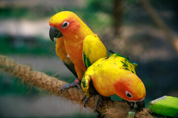 Portrait of Conures are a diverse, small to medium-sized parrots. 