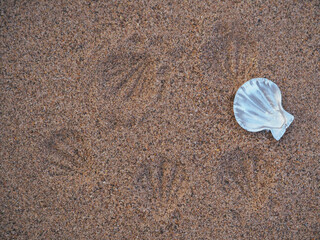 Silver seashells on sand background, copy space or background for products 