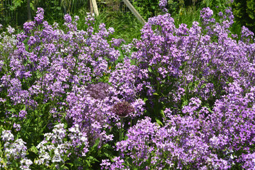 Obraz premium Einjähriges Silberblatt, Lunaria annua