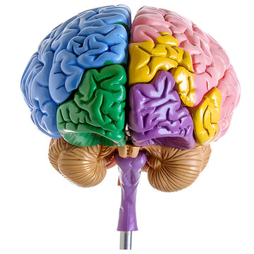 Human brain model with a blue Cerebellum, green Cerebrum, purple Thalamus, and yellow Hypothalamus, isolated on a transparent background in PNG format