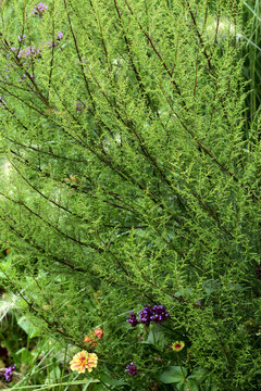 Besen-Beifuß, Artemisia scoparia