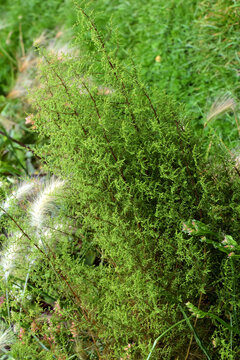 Besen-Beifuß, Artemisia scoparia