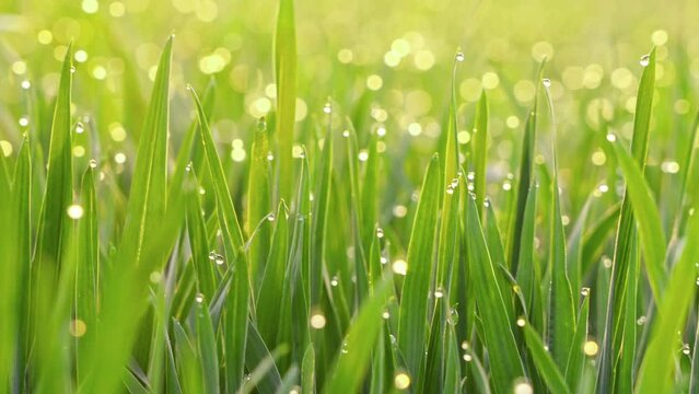 dew drops on green grass  in the morning with sunshine . Drops of water on the green leaves.