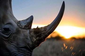 Poster close focus on rhino horn with sunset behind © primopiano