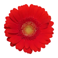 Wandcirkels aluminium Red gerbera daisy on transparent background png file © KrisKris