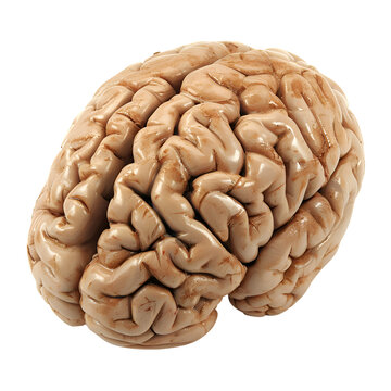 Realistic Human Organ Model (Brain) - PNG Cutout Isolated on a Transparent Backdrop