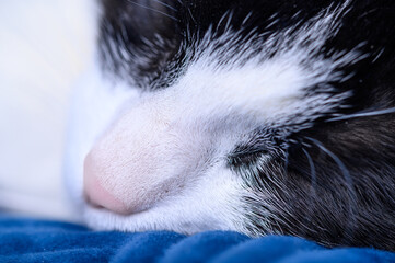 Pysk śpiącego słodkiego kota z bliska - obrazy, fototapety, plakaty